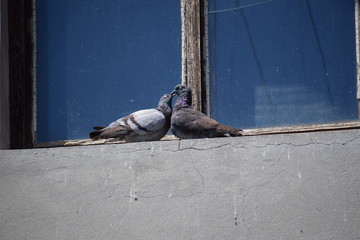 pigeon