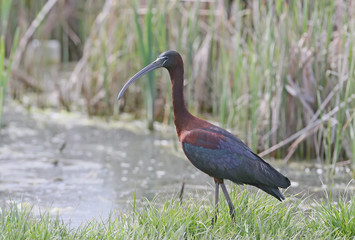 Glossy ibis on the grass