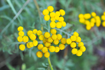 Tansy (Tanacetum vulgare)