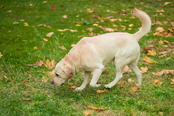 White labrador retriever in autumn park