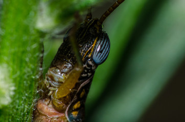 gafanhoto