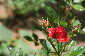 Geschlossene Rote Rosen