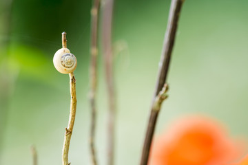 Zwerg Schnecke