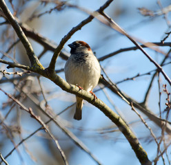 Sparrow on a branch