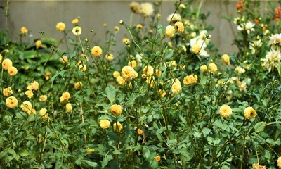 Field of bright yellow flowers