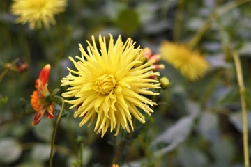 Yellow flower