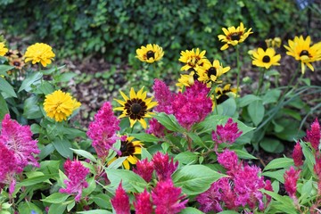 Field of pink and yellow flowers