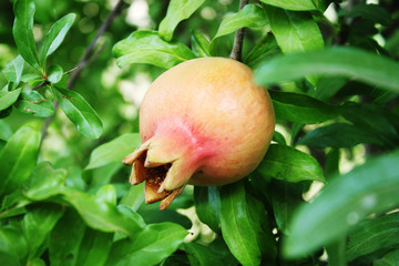 The pomegranate