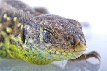 Head detail of lizard (Lacerta agilis)
