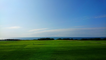海岸沿いの田んぼ