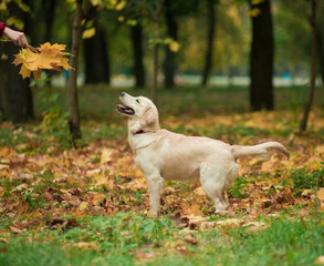 Obraz na płótnie Canvas Golden retriever enjoy the nature in autumn park