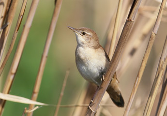 Savi's warbler (Locustella luscinioides) on the reed
