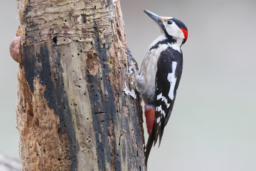 Close up portrait of syrian woodpecker