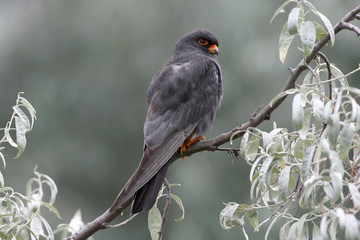 Red footed falcon male on the tree