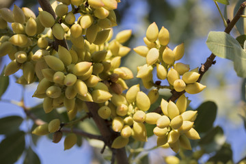 Fresh almond on the tree close up background