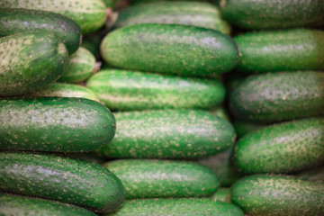 Cucumber background Cucumber harvest. many cucumbers. cucumbers from the field.