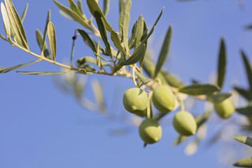 Olive fresh on the tree background.