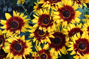 Fototapeta na wymiar Sonnenblumen