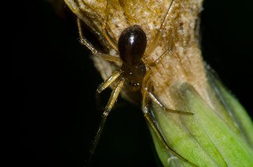 Pequena aranha