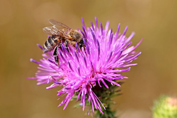 Bee on the purple flower