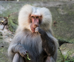 Mantelpavian - Papio hamadryas