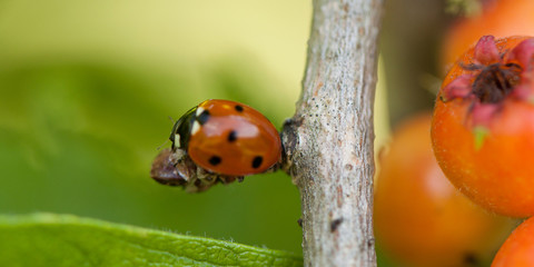 A ladybird on a branch with orange hawthorn berries