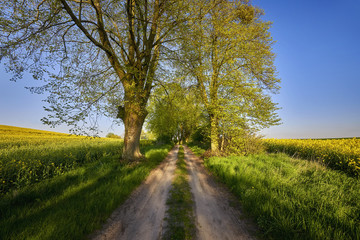 Country road,green trees and sun.Poland around Sztum, Pomerania