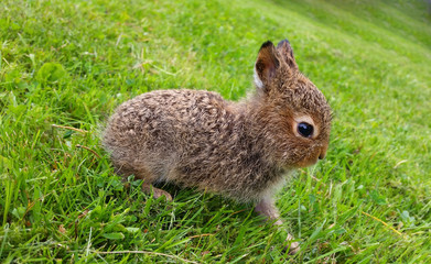 Cute brown hare sitting on grass