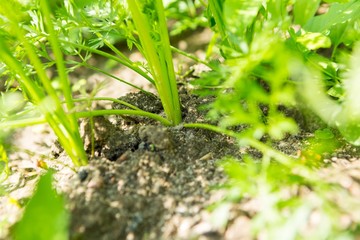 Carrot growing in garden