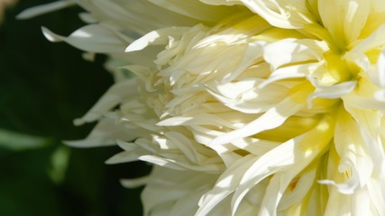 Obraz premium dahlia