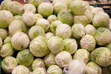 Green fresh cabbage background cabbage from field. cabbage background. cabbage harvest.