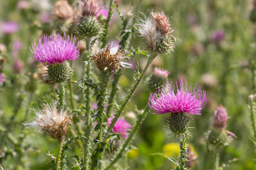 Distel