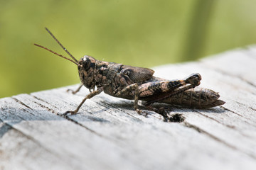 grasshopper