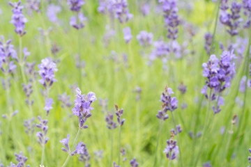 Obraz na płótnie Canvas Lavender flower Field in the summer background