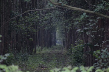 forest