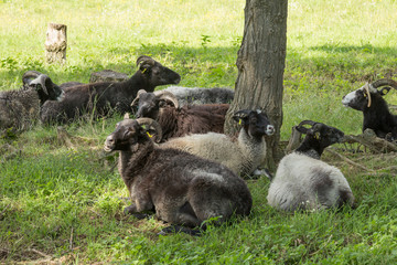 Heidschnucken