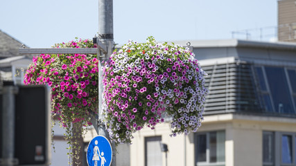 Blumendekoration Innenstadt.