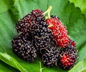 fresh mulberry on mulberry leaves,look fresh and good for health daily  meal.
