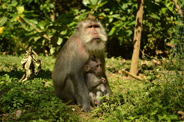 Naklejka na ściany i meble Monos Balineses en el Monkey Forest Ubud