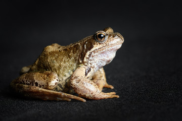 Frog swamp in profile isolated on black background