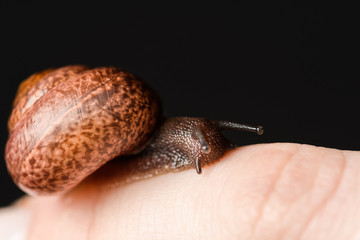 Snail crawling on the finger from the left to the right and look down, isolated on black background