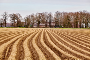 asparagus field