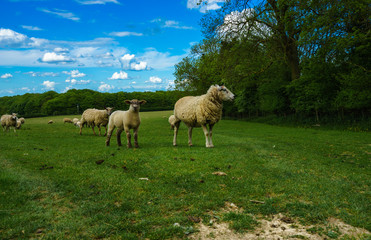 Herd of sheep on beautiful green meadow