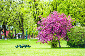Colorful pink or purple crabapple tree in green plaines d'Abraham park in morning during summer in Quebec City, Canada
