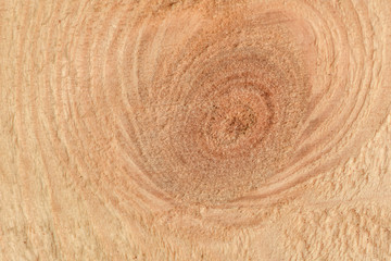 Cut a piece of wood with a twig closeup