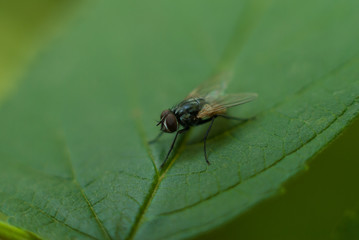 Closeup of a fly on a green raspberry leaf.