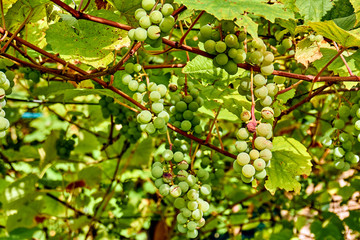 grape harvest. wine grapes background. bunch of grapes