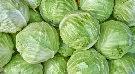 Fototapeta na wymiar cabbage from field. cabbage background