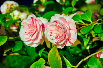rosebush. Climbing rose tree