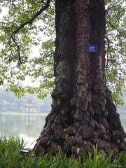 Big old ancient tree beside the haven sword lake in Hanoi, Vietnam, with the floating ancient building in the background, in the evening